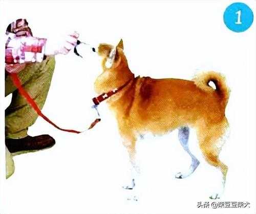 柴犬的训练方法(养柴犬最大的忌讳)