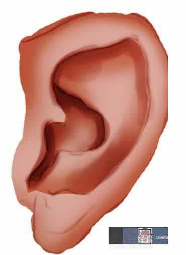 ps怎么制作绘制人体的耳朵的矢量图形?